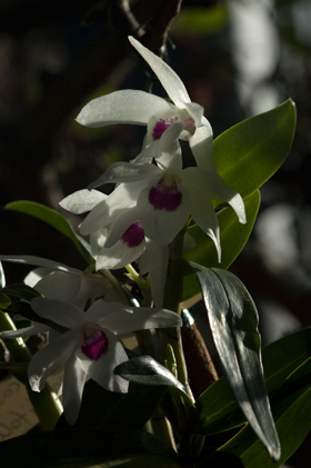 Dendrobium 'Cassiope'